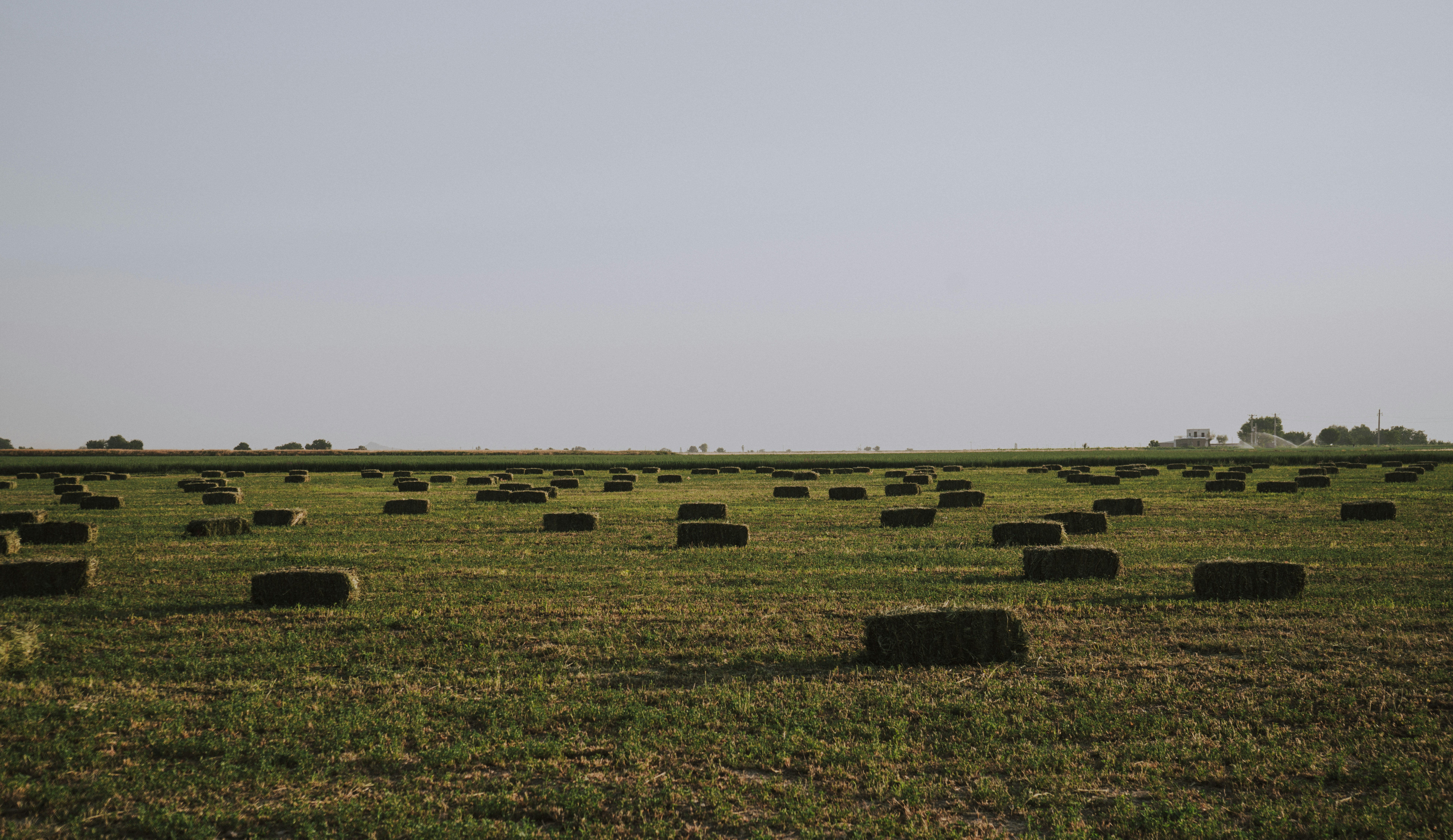 Alfalfa bales in field