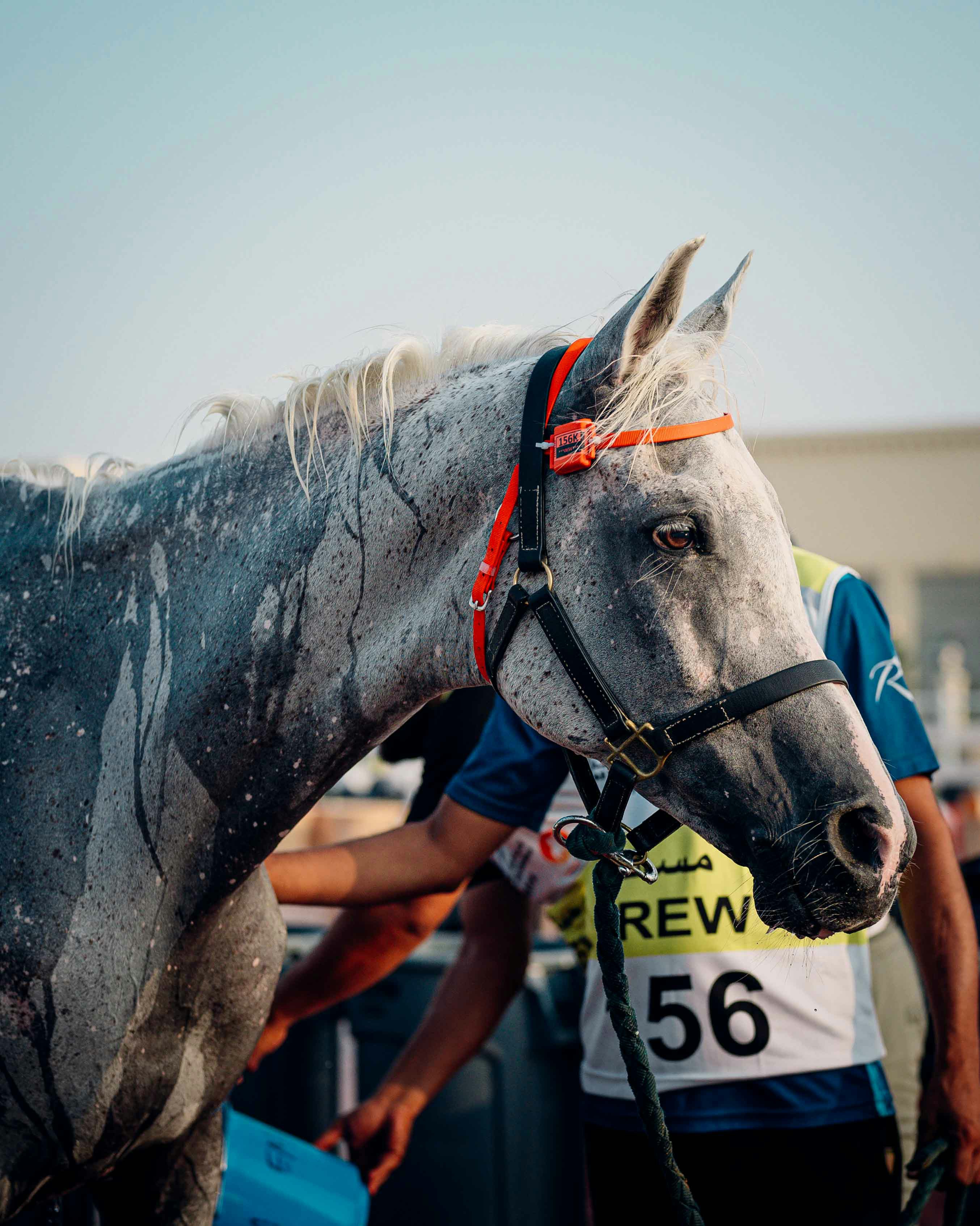 Arabian racing horse at competition